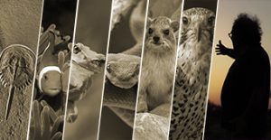 שלדים בארון - מסע בזמן בעקבות האבולוציה של בעלי החוליות שלדים בארון - מסע בזמן בעקבות האבולוציה של בעלי החוליות