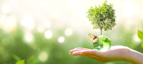 הכנה לבחינת הבגרות בביולוגיה: אקולוגיה הכנה לבחינת הבגרות בביולוגיה: אקולוגיה