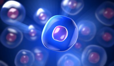 התא – מבנה ופעילות lnet4