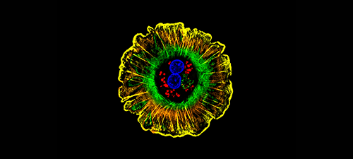 הביולוגיה של התא החי הביולוגיה של התא החי