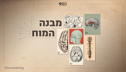 מבנה המוח אוניברסיטת תל אביב